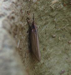 Crambus pascuella