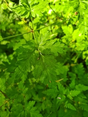 Geranium