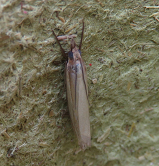 Crambus pascuella