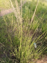 Poaceae
