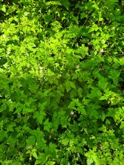 Geranium