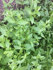 Myosotis sparsiflora