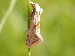Cochylimorpha straminea