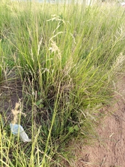 Poaceae