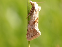 Cochylimorpha straminea