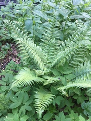 Dryopteris filix-mas