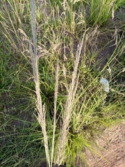 Poaceae