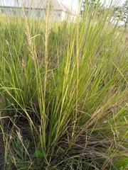 Poaceae