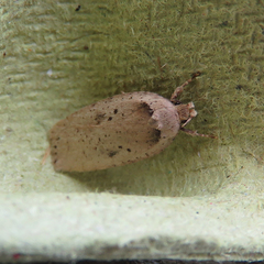 Agonopterix yeatiana