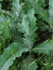 Onopordum acanthium