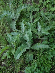 Onopordum acanthium