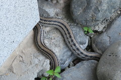 Elaphe quadrivirgata