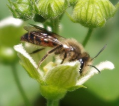 Andrena florea