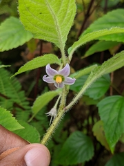 Lycianthes lysimachioides