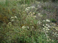 Seseli pallasii