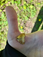 Drepana bilineata
