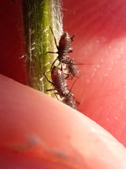 Uroleucon jaceicola