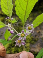 Lycianthes lysimachioides