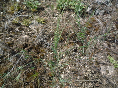 Polygonum novoascanicum