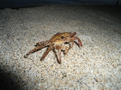 Glyptograpsus impressus