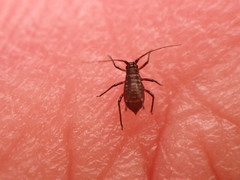 Uroleucon jaceicola