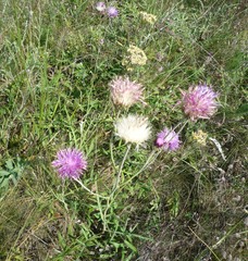 Jurinea salicifolia