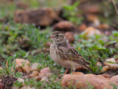 Alaudala somalica