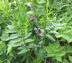 Vicia sepium