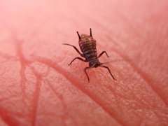 Uroleucon jaceicola