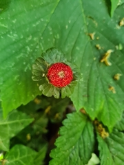 Potentilla indica