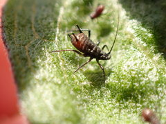 Uroleucon jaceicola