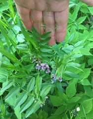 Vicia sepium