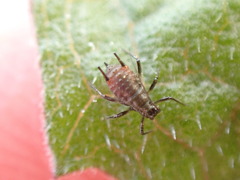 Uroleucon jaceicola