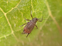 Uroleucon jaceicola