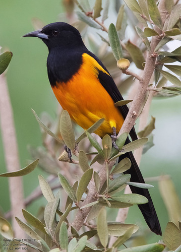 Black-vented Oriole (Icterus wagleri), photo 6