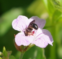 Chelostoma rapunculi