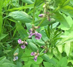 Vicia sepium