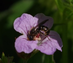 Chelostoma rapunculi