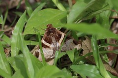 Melipotis fasciolaris