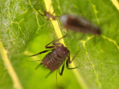Uroleucon jaceicola