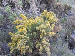 Ulex parviflorus