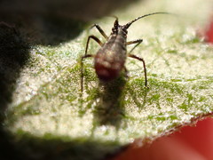 Uroleucon jaceicola