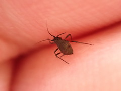 Uroleucon jaceicola