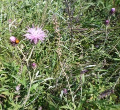 Jurinea salicifolia