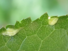 Eriophyes prunispinosae