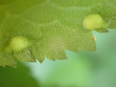 Eriophyes prunispinosae