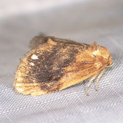 Packardia geminata