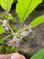 Lycianthes lysimachioides