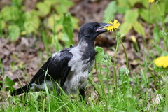 Corvus cornix