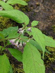 Lycianthes lysimachioides